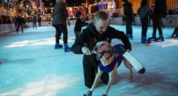 Ο Benny σώθηκε από ευθανασία και έγινε ο πρώτος σκύλος στον κόσμο που κάνει ice-skating με πολλά βραβεία