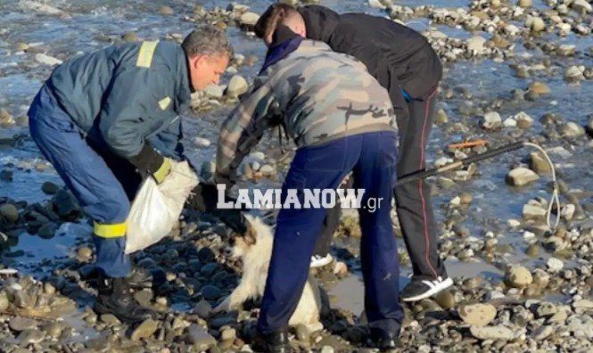 Φρίκη στη Φθιώτιδα: Πέταξαν σκυλίτσα με τα άψυχα κουτάβια της σε ποτάμι – Ήταν δεμένα πάνω της σε τσουβάλι