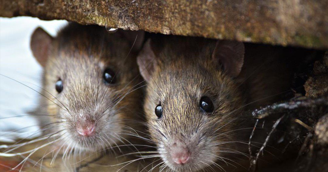 Ανακάλυψη-σοκ στη Ρωσία: Η Όμικρον μολύνει ποντίκια και αρουραίους