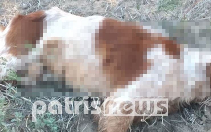 Φρίκη στην Ηλεία: Σκότωσαν σκύλους με δόλωμα δηλητηριασμένα πουλιά