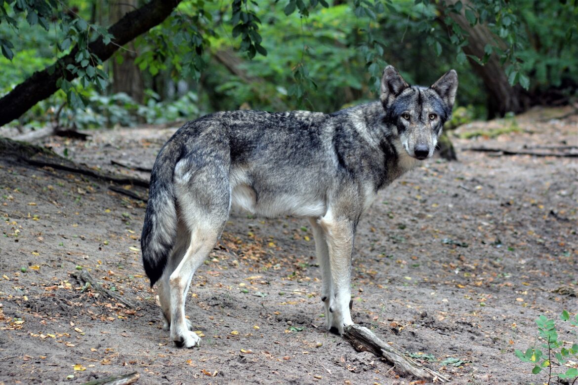 «Μην ταΐζετε τους λύκους»: Η οικολογική οργάνωση Καλλιστώ για την επίθεση λύκου σε σκύλο στην Πάρνηθα