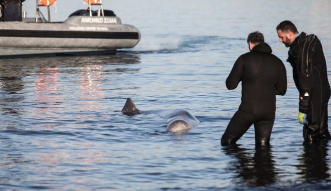 Φάλαινα εντοπίστηκε στην παραλία του Αλίμου – Επιχείρηση διάσωσης