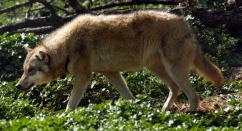 «Καλλιστώ»: Οδηγίες για την αντιμετώπιση των λύκων – Τι πρεπει να κάνουμε σε περίπτωση συνάντησης μαζί τους