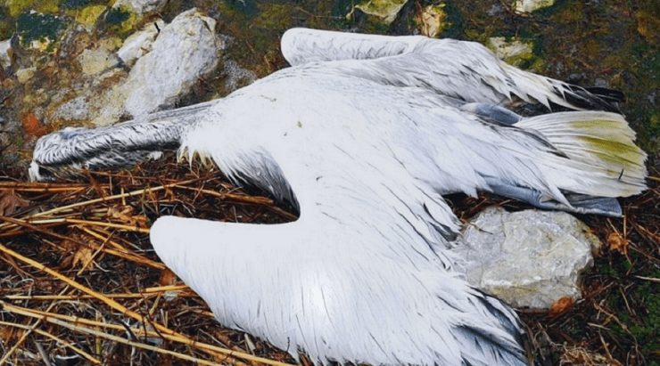 “Θερίζει” η γρίπη των πτηνών – Έφτασαν τους 1.000 οι νεκροί αργυροπελεκάνοι στη Μικρή Πρέσπα