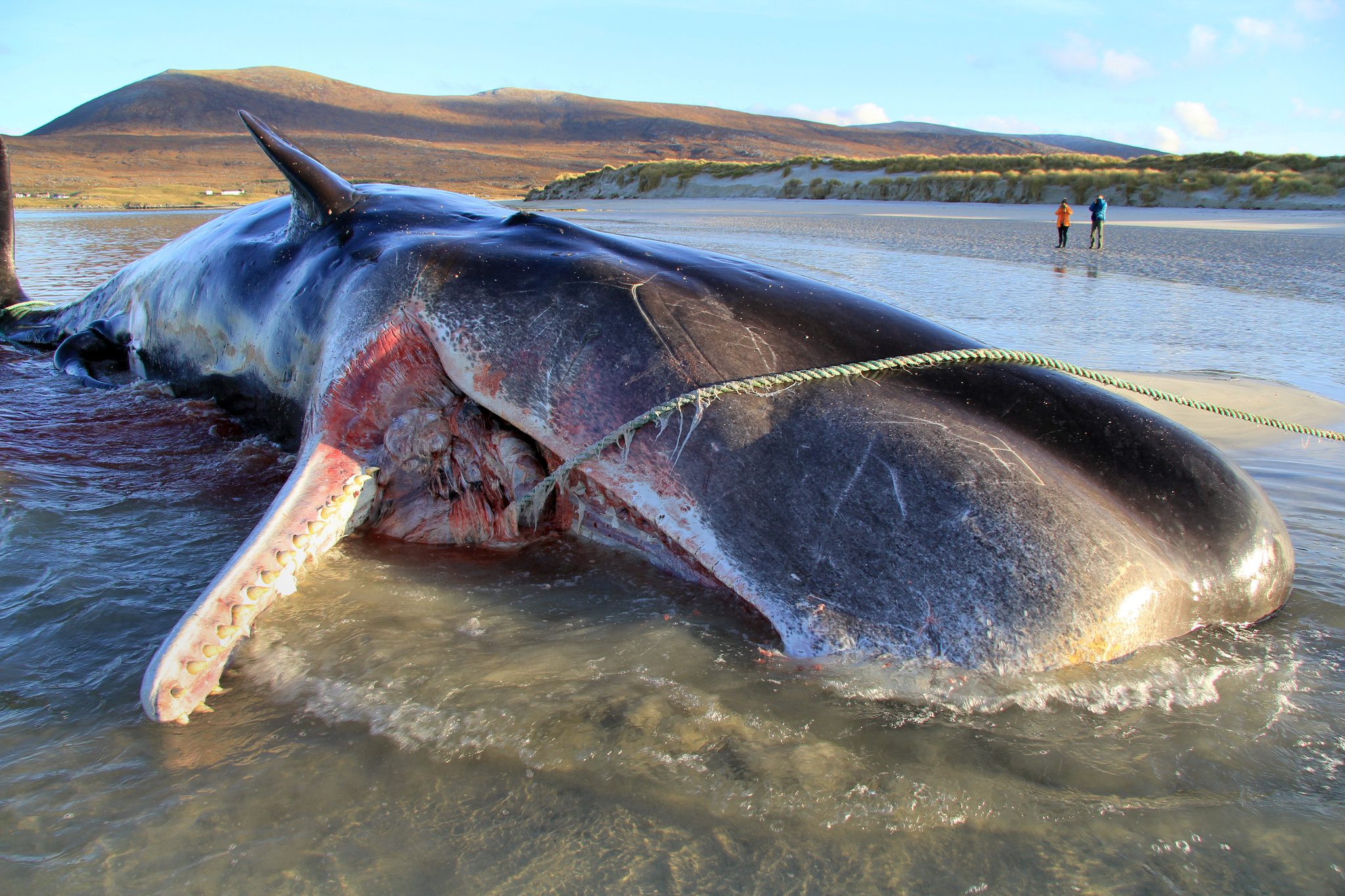 Τασμανία: Πάνω από 200 φάλαινες ξεβράστηκαν σε παραλία (vid)