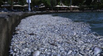 Σε κατάσταση Έκτακτης Ανάγκης ο Βόλος λόγω των νεκρών ψαριών στον Παγασητικό κόλπο